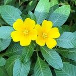 Ludwigia grandiflora Λουλούδι