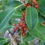 Ilex rotunda Fruit