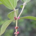 Miconia sericea List