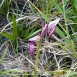 Serapias lingua Flor