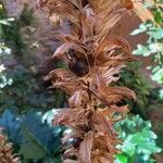 Acanthus mollis Фрукт