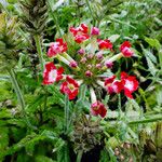 Verbena × hybrida Квітка