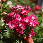 Rosa pendulina Otro