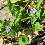 Convolvulus siculus Habit