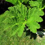 Gunnera tinctoria Blad