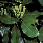 Syzygium aromaticum ᱵᱟᱦᱟ
