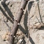 Caesalpinia decapetala Coajă