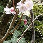 Prunus × subhirtella Flor