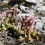 Sedum niveum Habitus