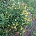 Baptisia tinctoria Hábito