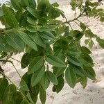 Gliricidia sepium Leaf