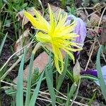 Narcissus spp. Habitus