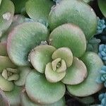 Sedum makinoi Blatt