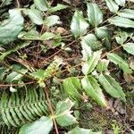Mahonia aquifolium Folla