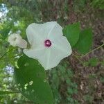 Ipomoea pandurata Flors