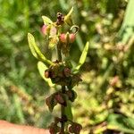 Rumex conglomeratusPlod