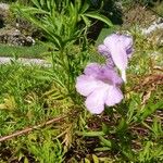 Incarvillea olgae