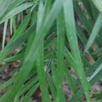 Afrocarpus gracilior Лист