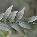 Cestrum fragile Hoja