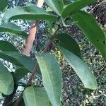 Ximenia caffra Ravina
