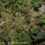 Trifolium suffocatum Květ