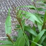 Urochloa fusca Плод