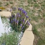 Veronica spicata عادت داشتن