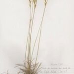 Helictochloa bromoides Libunga