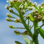 Thlaspi arvense Flower