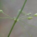 Milium effusum Habitus