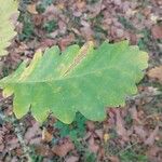 Quercus macranthera Fisch. & C.A.Mey. ex Hohen.Leaf