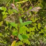 Helianthemum salicifolium Хабит