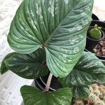 Philodendron mamei Leaf