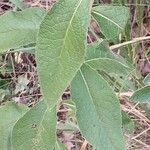 Pentanema squarrosum Leaf