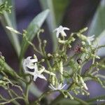 Alstonia costata Fruto