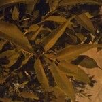 Fraxinus angustifolia Folio