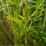Sabatia brevifolia List