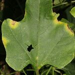 Cayaponia racemosa Feuille