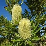 Banksia serrata Blomst