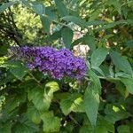 Buddleja davidii Агульны выгляд