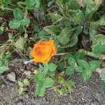 Calendula algeriensis Leaf