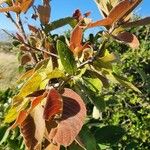 Combretum molle Leaf