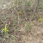 Sternbergia colchiciflora Natur