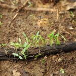 Funtumia africana Vivejo