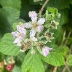 Rubus pruinosus Fleur