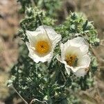 Argemone pleiacantha Flor