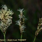 Carex praecox Floro