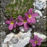 Primula angustifolia Staniste