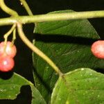 Siparuna thecaphora Fruit