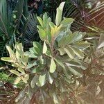 Aglaia elaeagnoidea Deilen